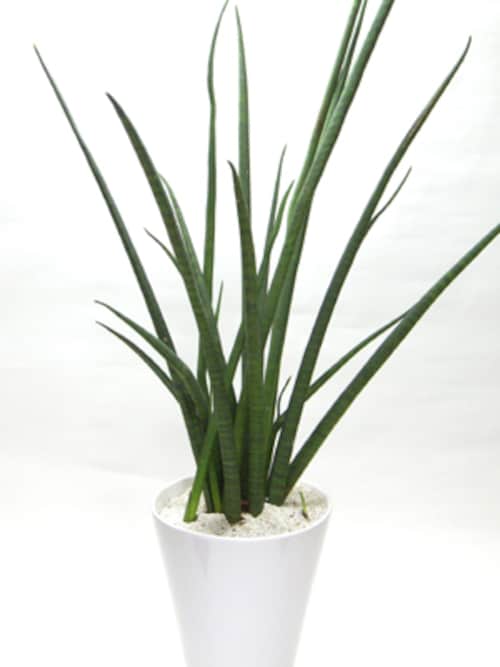 【観葉植物】 デスクに置くのにおすすめ!マイナスイオンがでるサンセベリア 【観葉植物】 デスクに置くのにおすすめ!マイナスイオンがでるサンセベリア