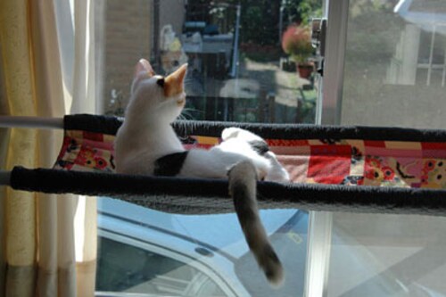 留守にしがちでも大丈夫 一人暮らしでの猫の飼い方 猫 All About 留守にしがちでも大丈夫 一人暮らしでの猫の飼い方 猫 All About