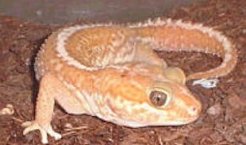 英語で「Gecko（ゲッコー）」と呼ばれるのもヤモリの仲間
