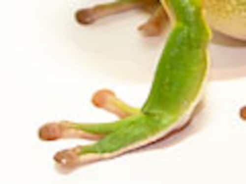 カエルオンライン図鑑 カエルオンライン図鑑