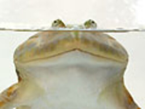 マルメタピオカガエル マルメタピオカガエル