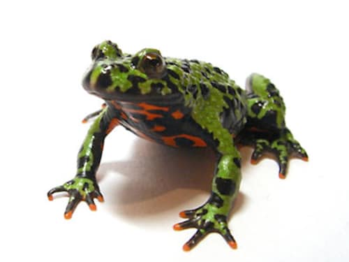 チョウセンスズガエル チョウセンスズガエル