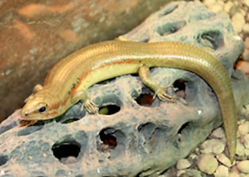 トカゲってこんな爬虫類