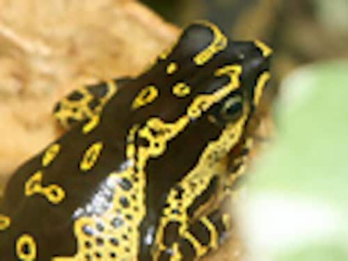 キマダラフキヤガマ キマダラフキヤガマ