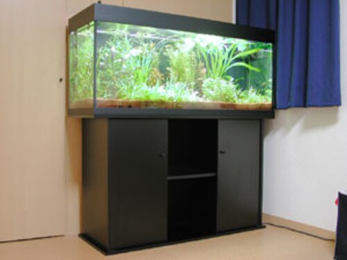 Juwel Aquarium Rio240 こだわりの高級輸入水槽 熱帯魚 All About