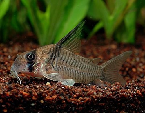 アルマートゥス(旧) アルマートゥス(旧)