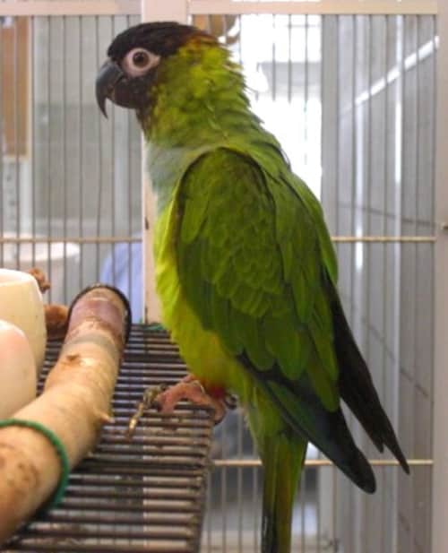 クロカミインコ クロカミインコ