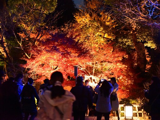 鎌倉・長谷寺の紅葉ライトアップ、今週末で見納め