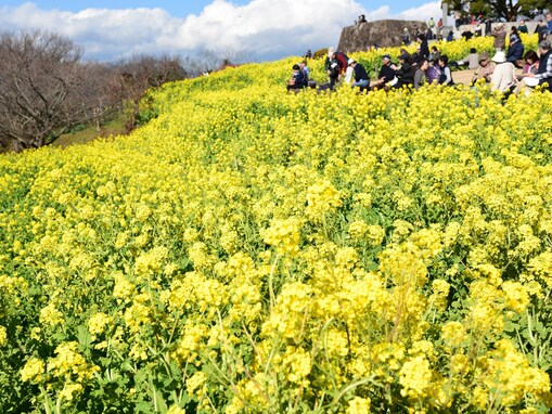 吾妻山で早咲きの菜の花6万株が見頃を迎える／神奈川
