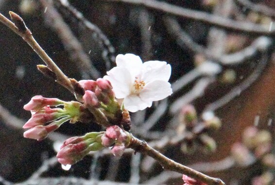 東京都心で開花宣言！小雨の中、靖国神社の桜が咲く…開花の基準は？