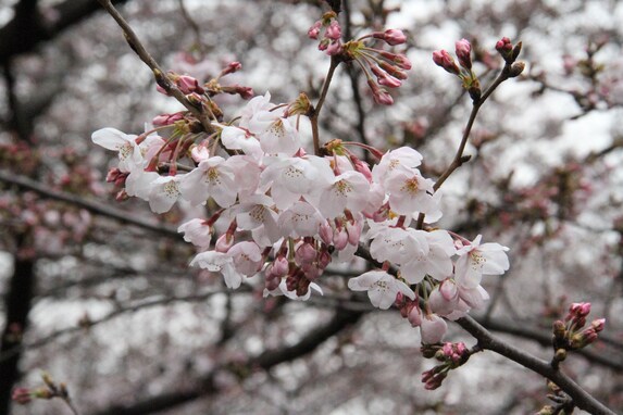 東京など関東でも雪の恐れ…桜の満開、お花見のタイミングは？