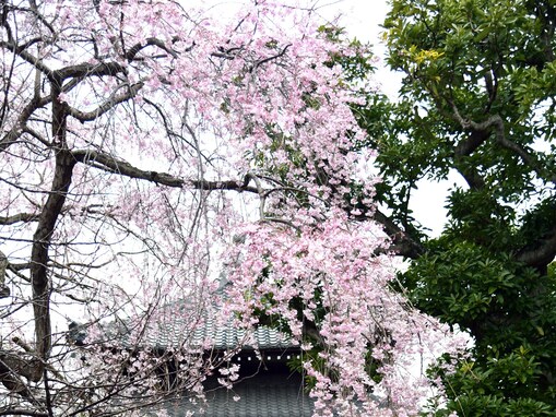 鎌倉の桜の最新開花状況は？本覚寺は見頃、光明寺は咲き始め…