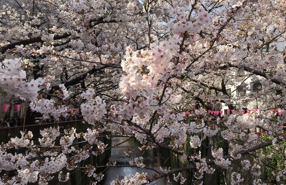 いつまで東京でお花見できる？見頃が続く期間と散るタイミング