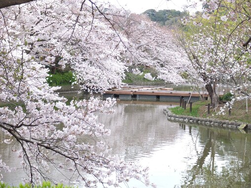 鎌倉・鶴岡八幡宮の桜が見頃に！ぼたんも大輪の花を咲かす