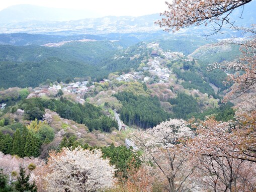 全国有数の桜の名所「吉野山」が桜色に染まる