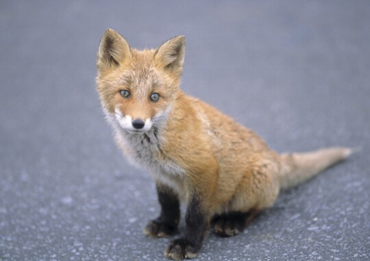 キタキツネが北海道の市街地に姿を見せる…エキノコックス症とは？