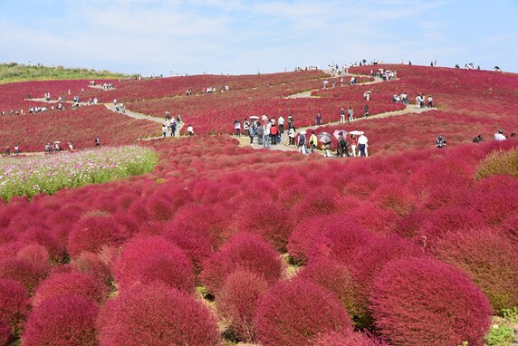 「国営ひたち海浜公園」のコキアの紅葉、14日に見頃宣言