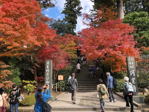 鎌倉の紅葉、例年より早く、円覚寺・源氏山・長谷寺などで見頃に