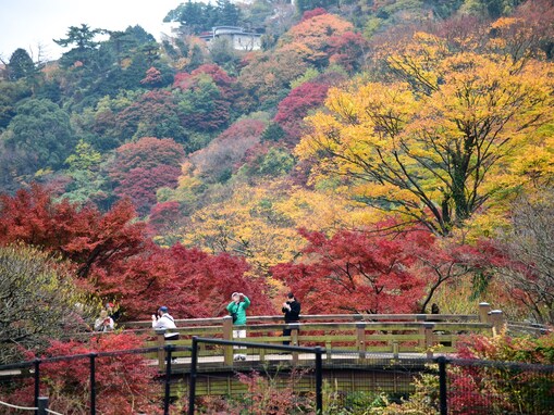 日本一遅い紅葉「熱海梅園もみじまつり」は今週末まで