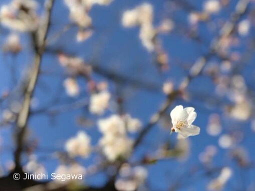 ひと味違った桜の写真を撮るのに使いたいスマホ機能とカメラ