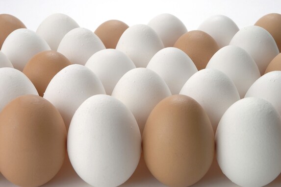 知って得する卵の豆知識！実は「黄身の大きさ」はMサイズもLサイズも同じ⁉