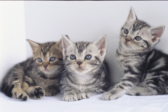好きな猫の種類ランキング【2021年最新】！ 3位は「ペルシャ」、2位は「マンチカン」、1位は……？