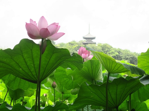 横浜の日本庭園「三溪園」で早朝観蓮会がスタート！ 咲いたばかりの蓮を観賞した後は特別朝食メニューを