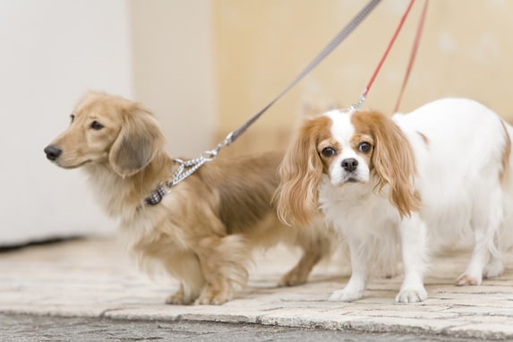 犬の飼い主のマナーが悪いと思ったこと「お散歩編」ランキング！ 「スマホに夢中」を抑えた1位は？