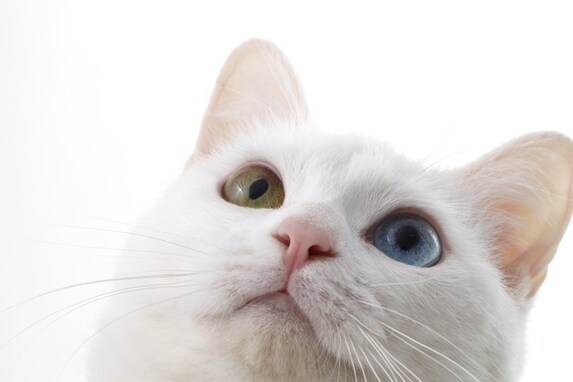 猫が声を出さずに鳴く「サイレントニャー」の心理