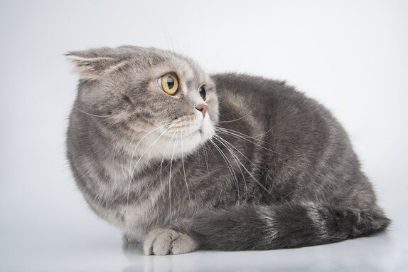 猫が『愛情不足』に陥る5つの原因と予防策