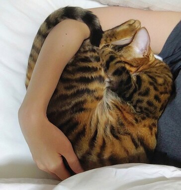 猫と一緒に寝る時に『やるべきこと』と『やったらダメなこと』４つ