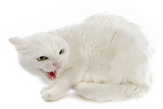 猫が急に攻撃的になる『激怒症候群』とは？3つの原因や特徴・治療法を解説
