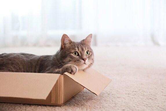 猫が『ダンボール箱』を愛する５つの理由！理想的な置き場所とは？