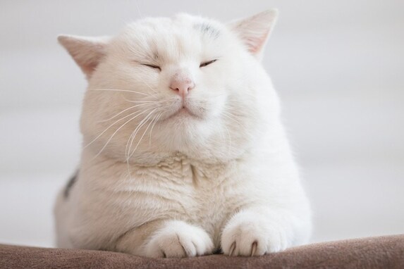 猫が目をつぶる時の心理５つ！眠いだけじゃなかった？
