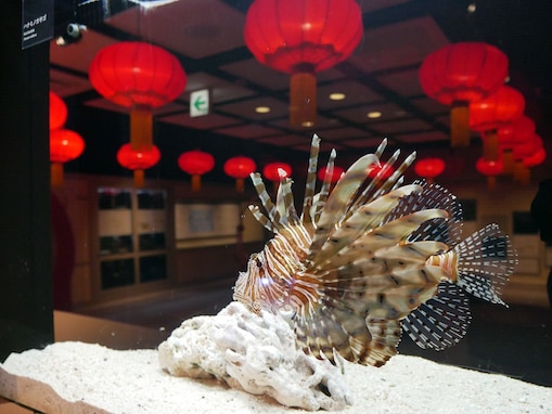 横浜中華街に「横浜開運水族館 フォーチュンアクアリウム」がオープン！ 開運魚たちに癒されよう