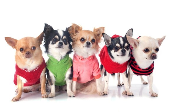 犬に『洋服』が必要な理由5つ！必ず着せるべき犬の特徴や犬種とは？