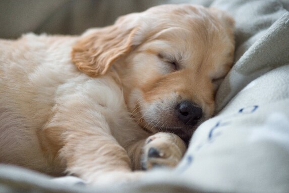 犬が安眠できているかをチェックする5つの項目！してはいけないNG行為は？