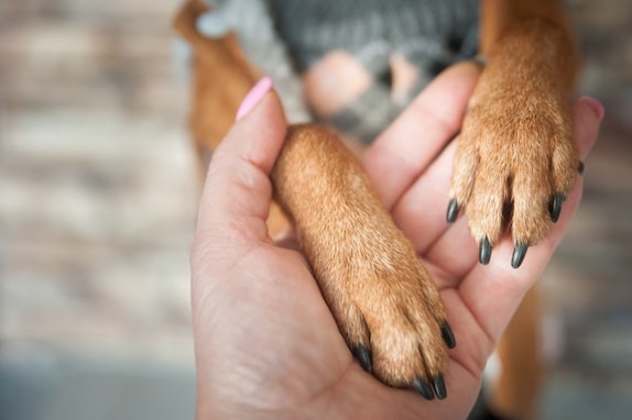 犬が『手足を触られるのを嫌がる』理由5つ！適切な対処法は？