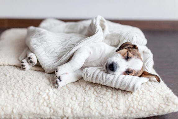 犬が不健康になるベッドとは？３つのダメな条件と改善方法