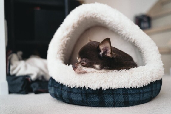 犬を寝かせてはいけない『NGな場所』４選！その理由や良い環境を作るコツを解説