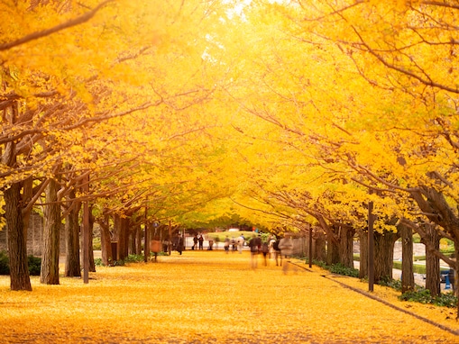 【日本の絶景クイズ】この美しい“黄金色のトンネル”が見られるのはどの都道府県？