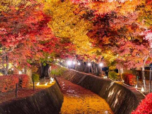 【日本の絶景クイズ】この幻想的な紅葉のトンネルを見られるのはどの都道府県？