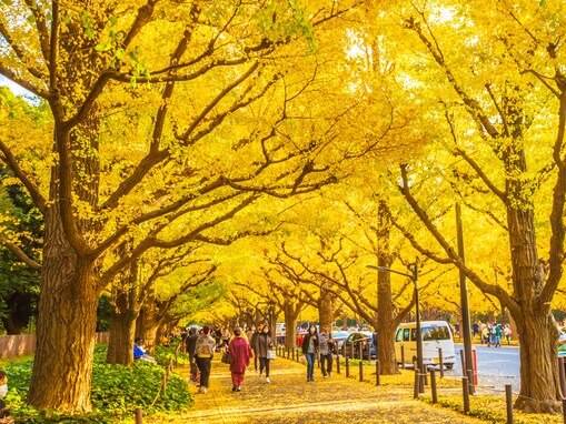 【日本の絶景クイズ】絵画のように美しい“黄金ロード”を見られるのはどの都道府県？