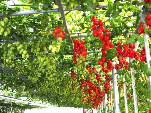 美しいナスとトマトが必見！ 「トキタ種苗」オープンデーで見つけた家庭菜園にもおすすめの果菜類
