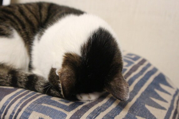 猫の”ごめん寝”って何？見ることが出来る４つのタイミングとは