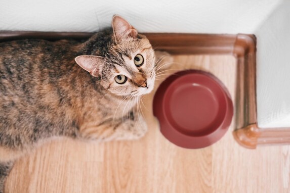 猫がお腹を空かせているときに見せる仕草５つ