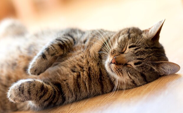 猫は何時間寝るの？ 適切な睡眠時間や寝姿でわかる安眠度・睡眠環境の整え方４つ