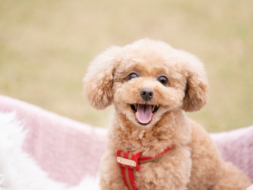 【犬種クイズ】毛並みふわふわ！ 「本田翼」や「板野友美」も飼っている超人気の犬種は？