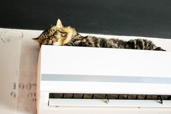 猫の飼い主を悩ませるエアコンの上に登る行為。理由と今すぐすべき３つの対策