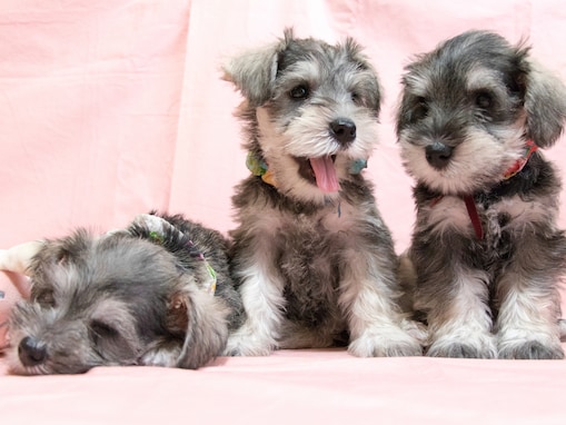 【犬種クイズ】ふわふわの口ひげがかわいい！ 「北村匠海」や「新木優子」も飼っている人気の犬種は？